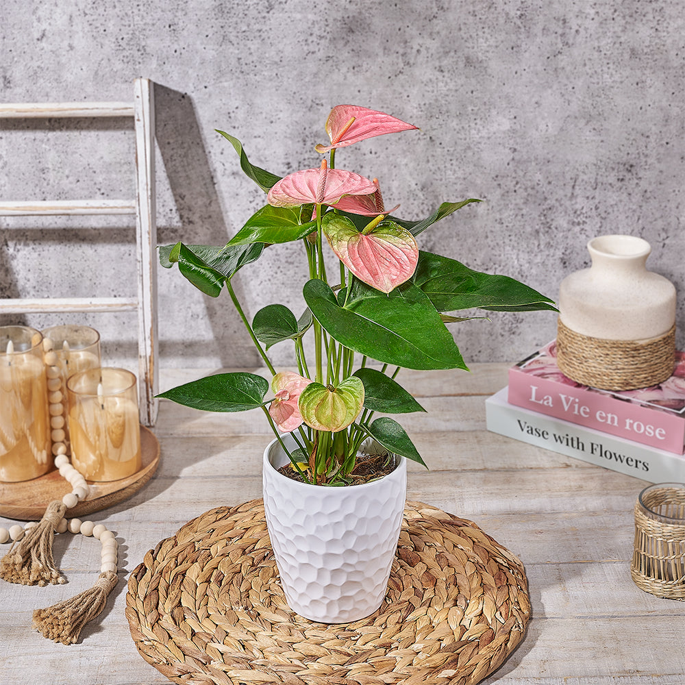 Blushing Pink Anthurium, plant gift, plant, anthurium gift, anthurium
