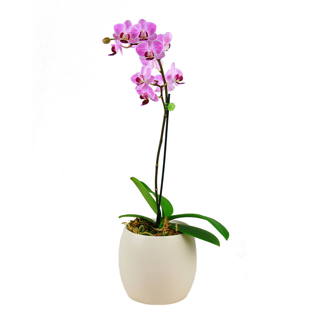 Spa Gift, Champagne Gift Basket, Champagne, Sparkling Wine, Bath, Bath & Body, Spa, Lavender, Champagne Spa Basket Delivery, Delivery Champagne Spa Basket, Sparkling Wine