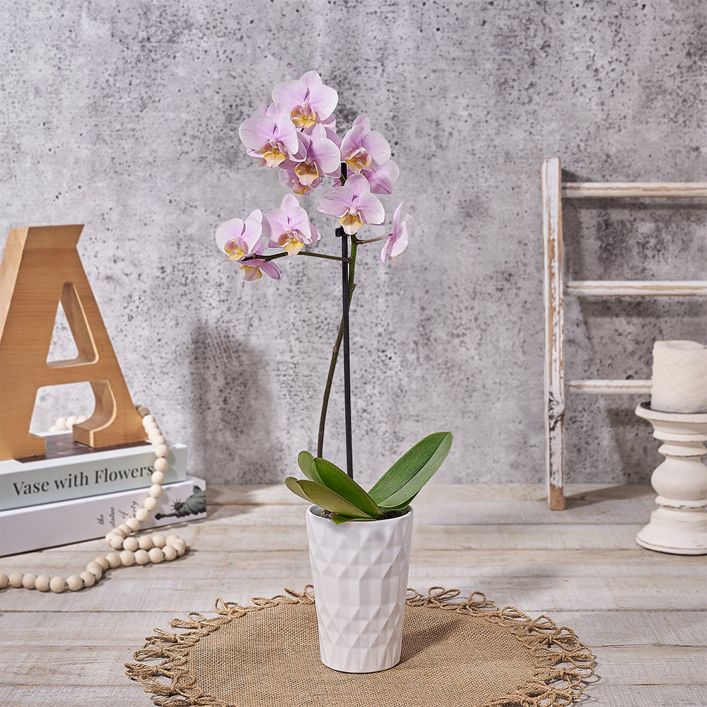 Pink Modern Mini Orchid, plant gift, plant, orchid gift, orchid