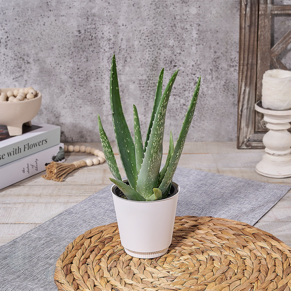 Potted Aloe Vera Plant, floral gift baskets, plant gift baskets