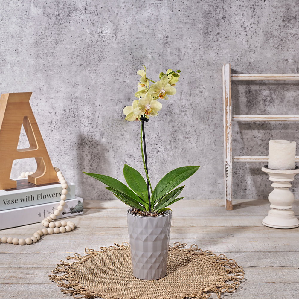 Small Yellow Phalaenopsis Orchid Plant in Narrow Ceramic Pot – how the gift is presented