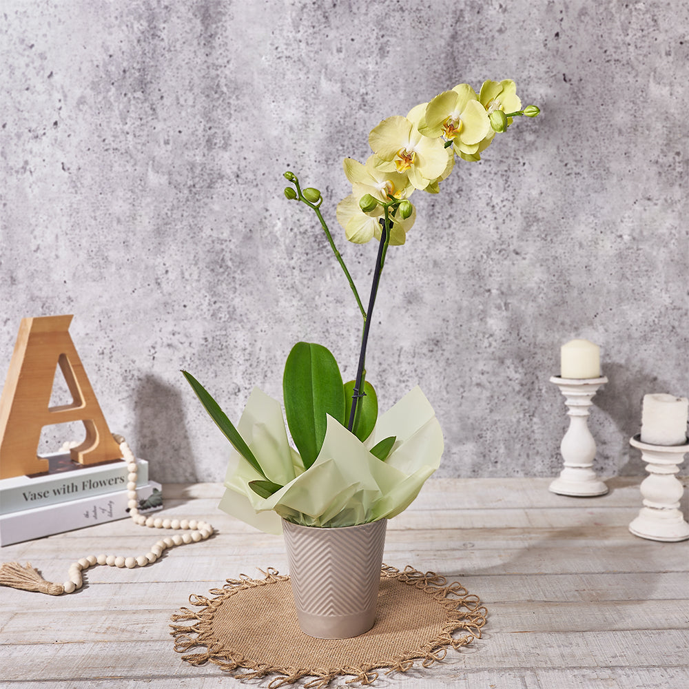 Elegant Yellow Phalaenopsis Orchid Planter – how the gift is presented