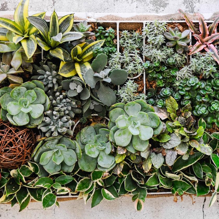 Succulents & Cacti - Hazelton's Flower Subscriptions