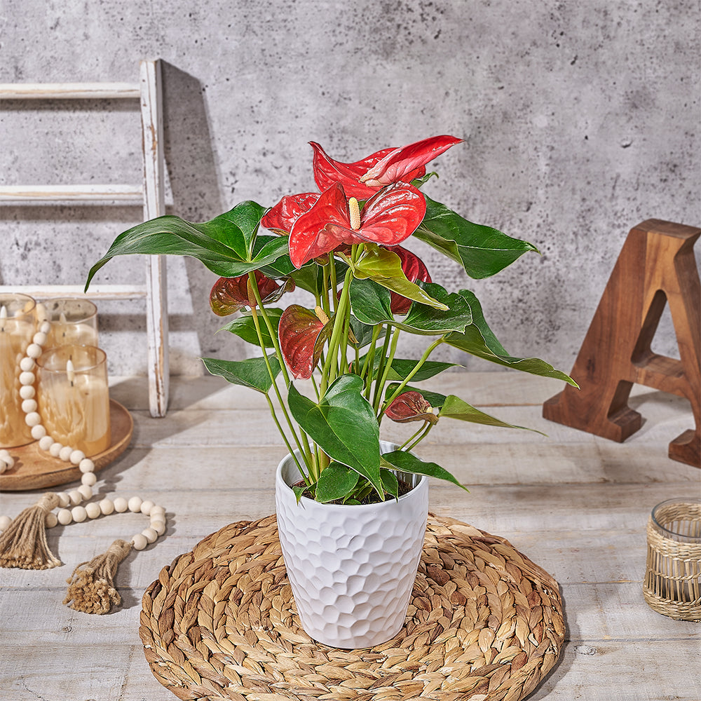 Red Anthurium Plant with Planter Gift – how the gift is presented