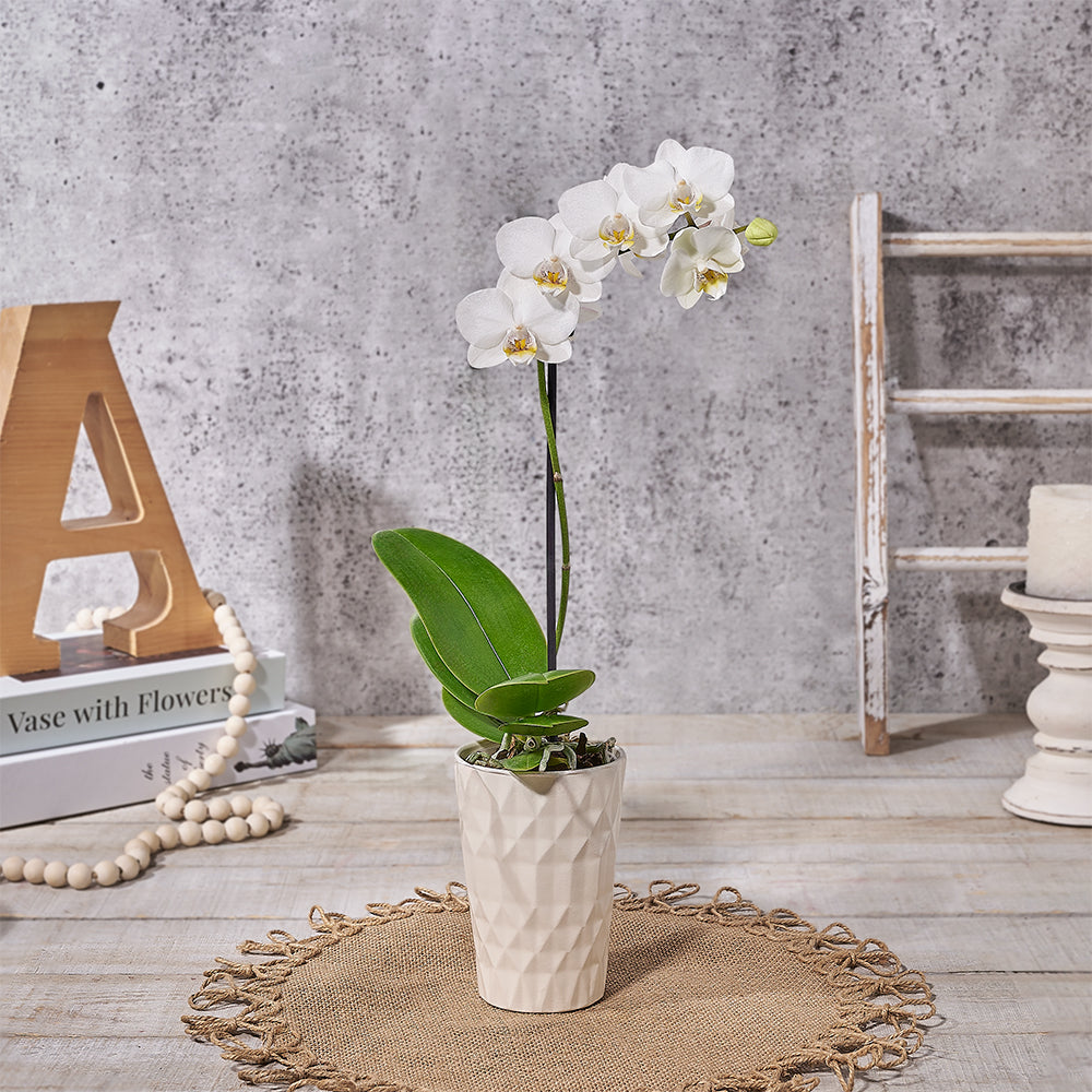 White Orchid in Decorative Pot – how the gift is presented